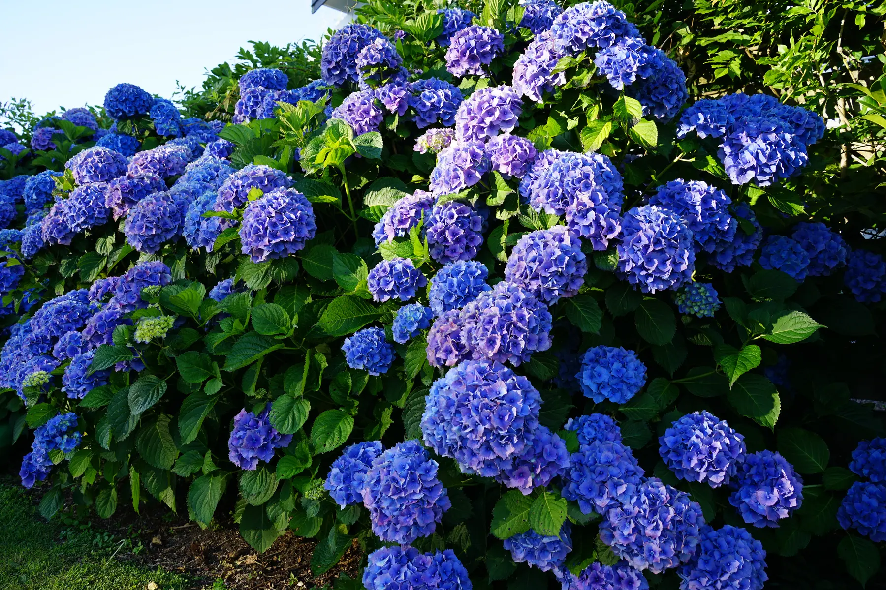 Blue hydrangeas in full bloom