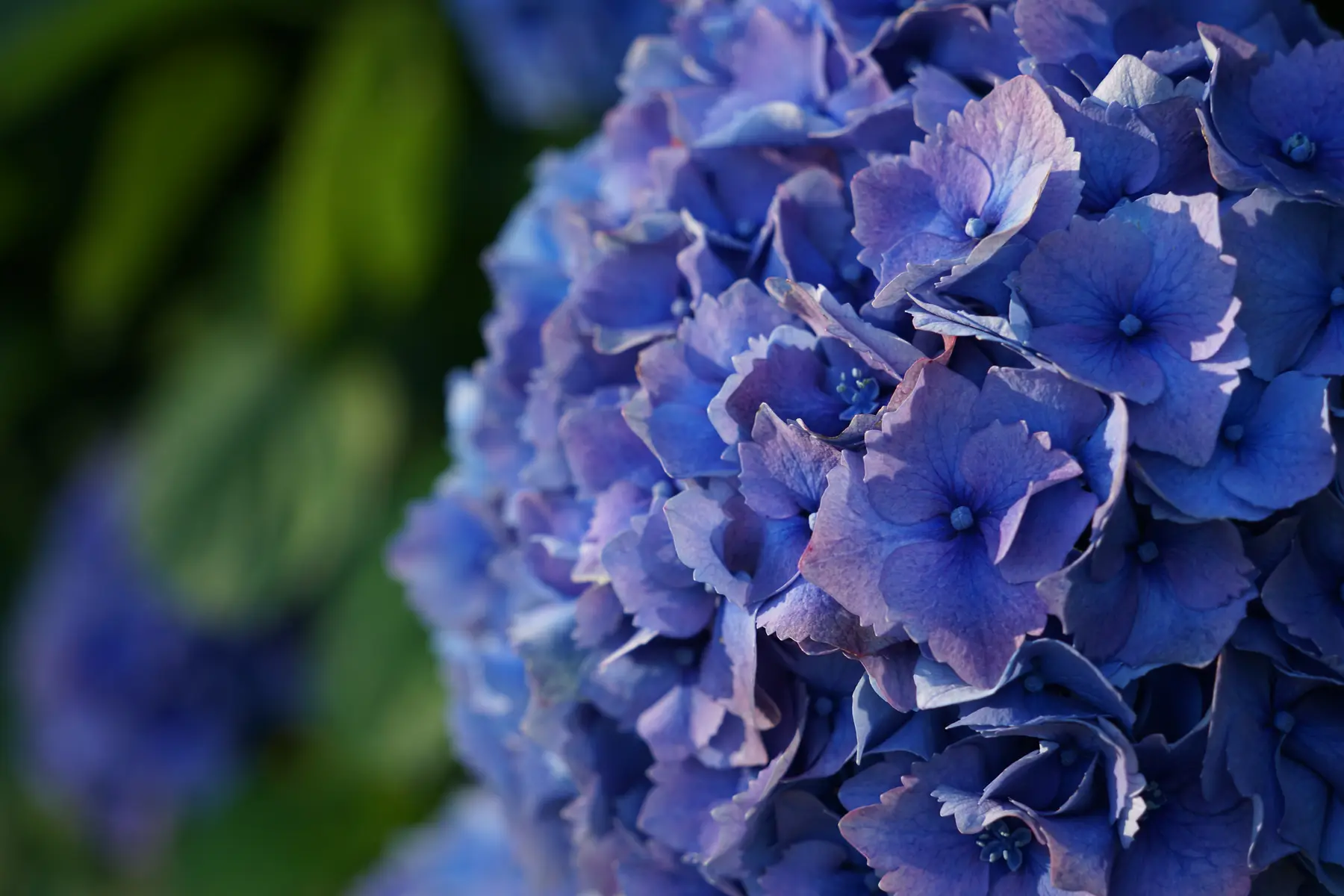 Close view of blue hydrangea petals